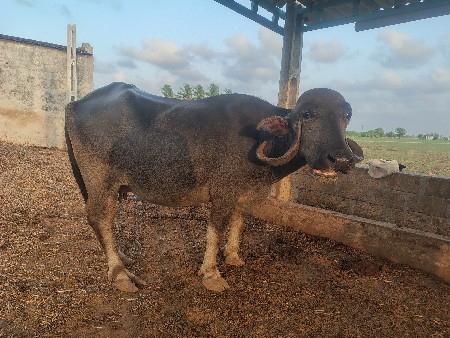 2જુ વેતર