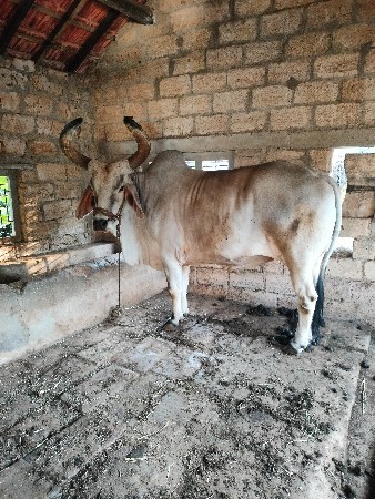 બળદ વેચવાના છે.