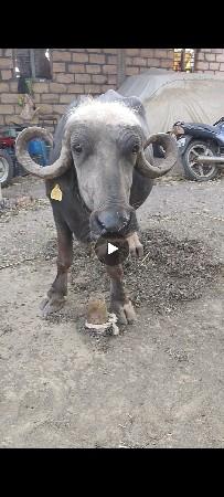 પેલું વેતર