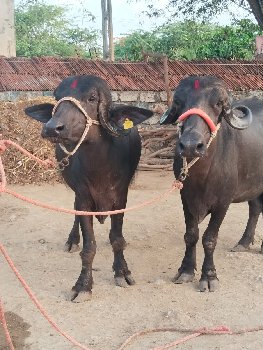 બે ખડેલીયુ વેચવાની છે