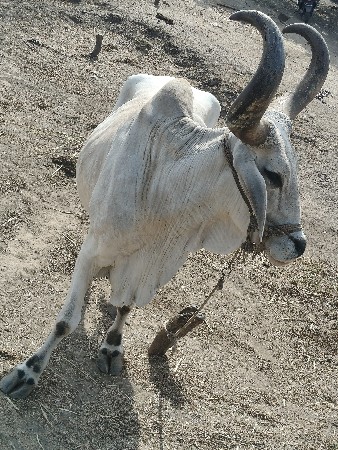 જમણી બાજુ હાલે