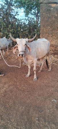 બળદ