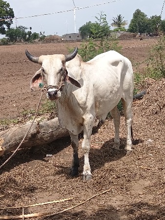 ગોદલો વેચવાનો છે બધી જવાબદારી સાથે