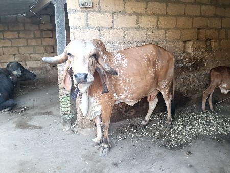 ગાય વેચવાની છે