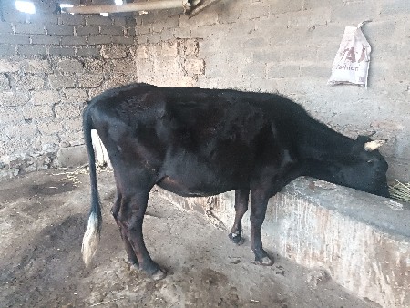 વેચવાની