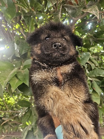 jarman sefad puppy