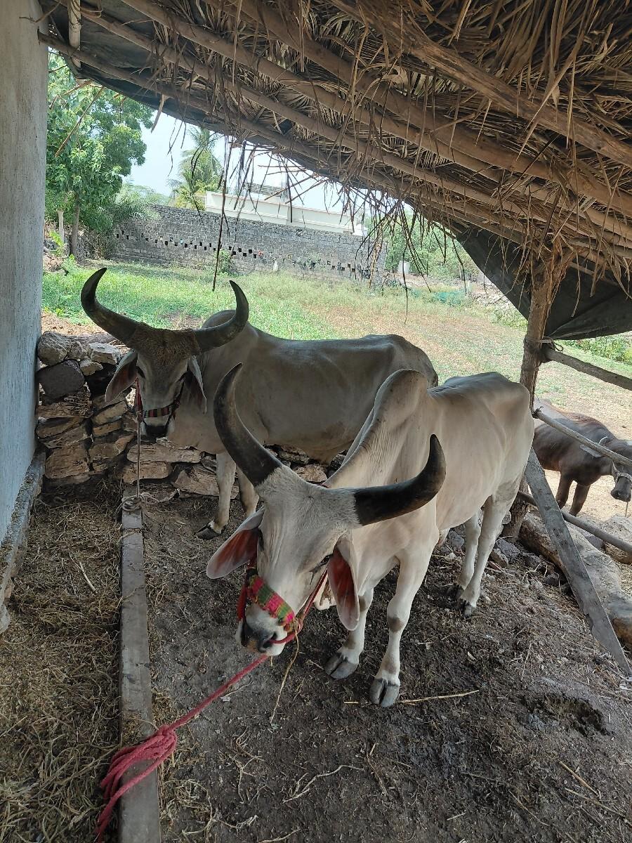 વેસવાનાસે