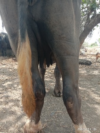 આ ભેંસ અેક મહિના ની કાચી છે