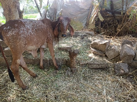 vechvani che