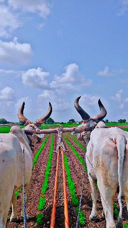 બળદ વેચવાના છે.