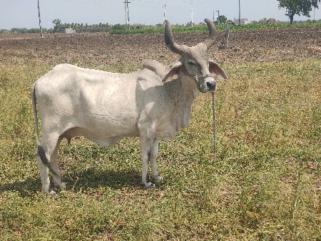 ગાય વેચવાની છે