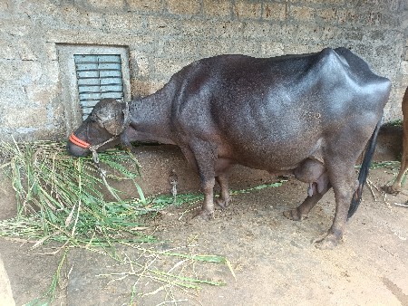 લેવી હોય ઇજ ફોન કરજો