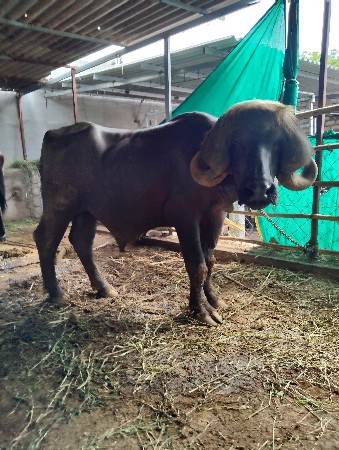 પાડો વેચવાનો સે