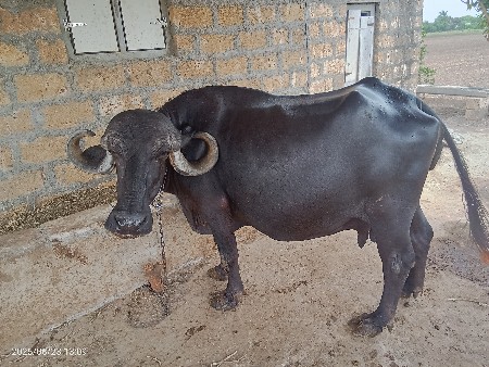 ભેંસ વેચવાની છે