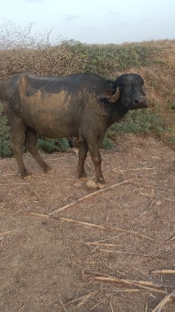 બે પેલું વેતર ખડેલા વેચવાના છે