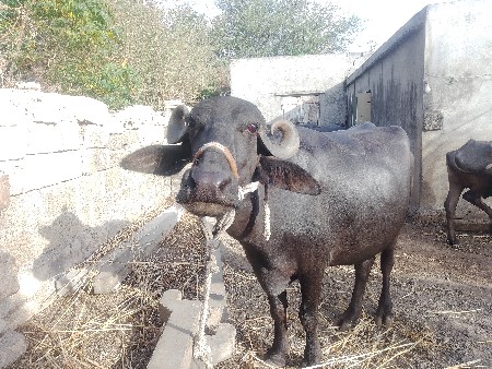 ખડેલી વેચવાની છે