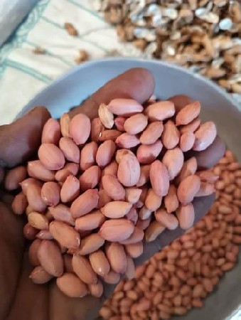 ગિરનાર 4 બિયારણ