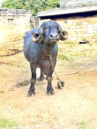દસ દીવસ ની કાચી