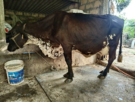 hf cros