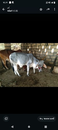 આ ગોડલા વેચવાના છે હાલતા કરવાના છે
