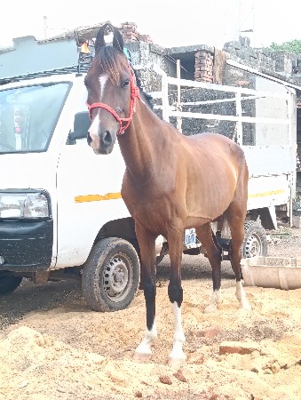 ધોડી વેસવાની છે