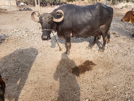 ભેંસ વેચવાની છે