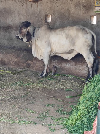 હોળકી વેચવાની છે