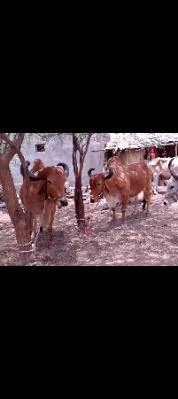 🐂🐎45000