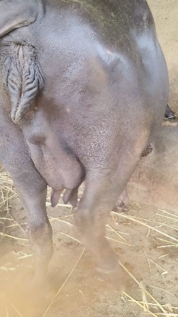ભેંસ વેચવાની છે
