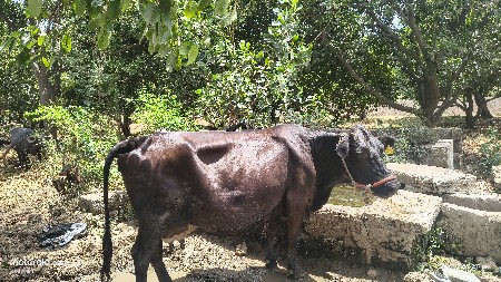 5.5 લીટર દૂધ 9724812428
