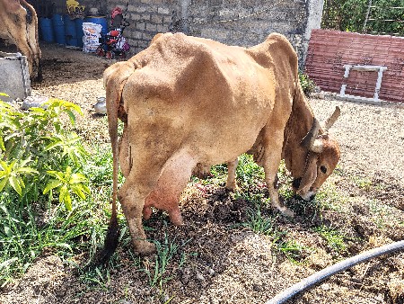 ગાય વેચવાની છે