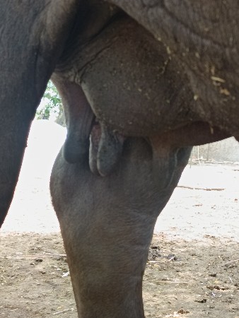 ભેંશ વેચવાની છે