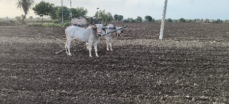 ગોઠલ વેચવાના છે