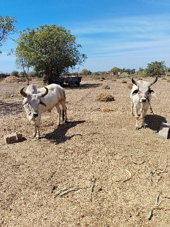 બળદ વેચવાના છે