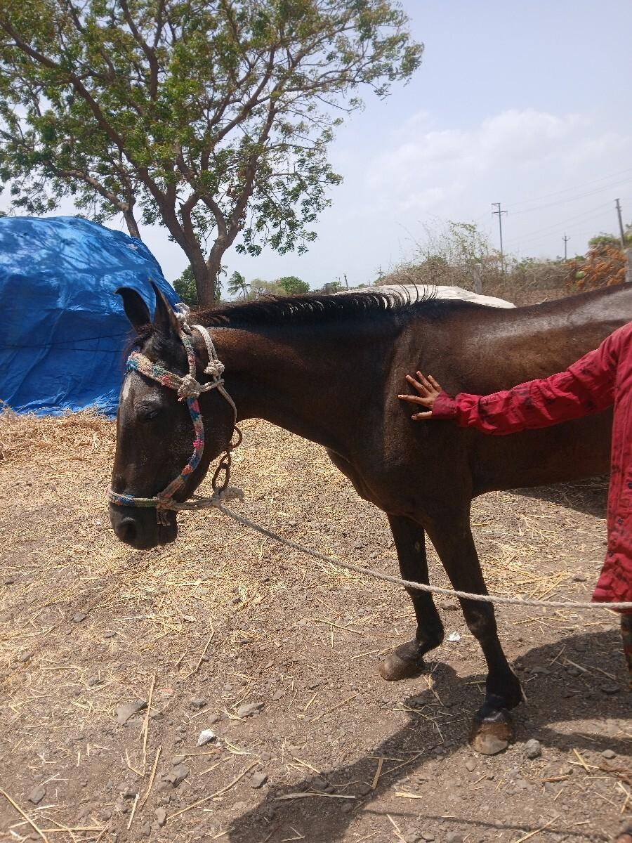 ધોડી વેચવાની છે