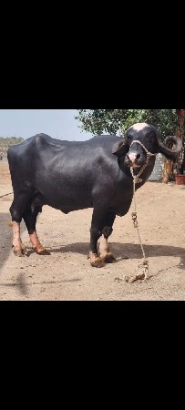 ભેસ વેચવાની છે