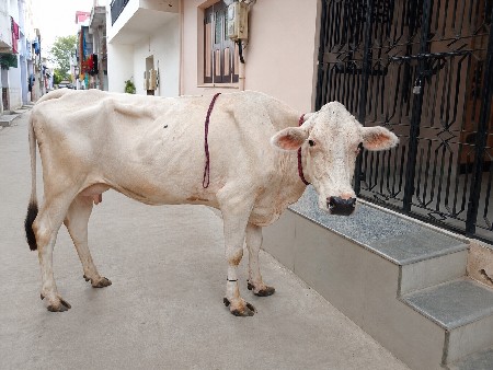 આ ગાય વેચવાની છે