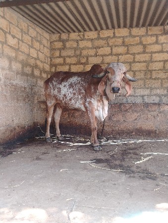 ગાય વેચવાની છે