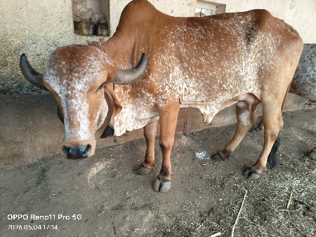 ખડેલું વેચવા નું સે