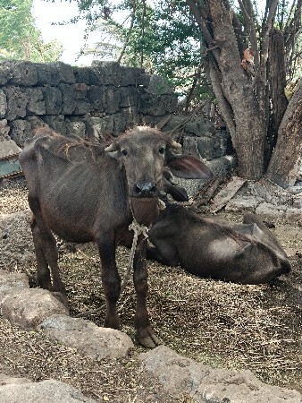 પાડો વેસવાનો છે