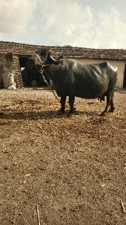 4 વેતર 3દિવસ ની કાચી