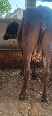 ગીર ક્રોસ