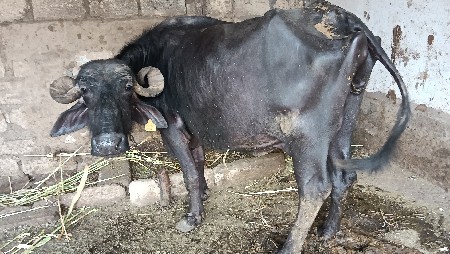 ભેંશ વેચવાની છે