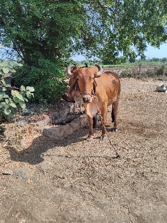 બળદ વેચવાના છે બે વાવણી