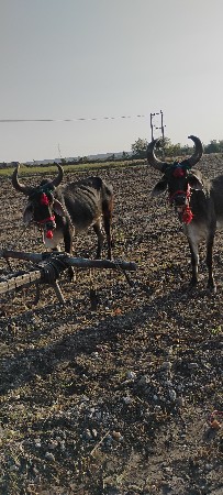ગોઢલા