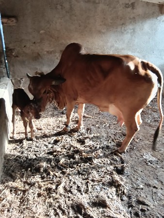 ગાય વેચવાની છે