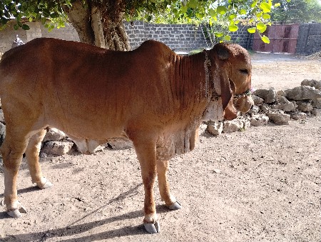 gir vachhdi