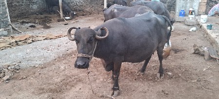 ભેંસ વેચવાની છે