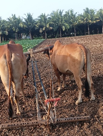 સવનીજોવામરસે