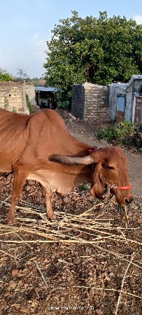 આ ગાય વેચવાની છે.